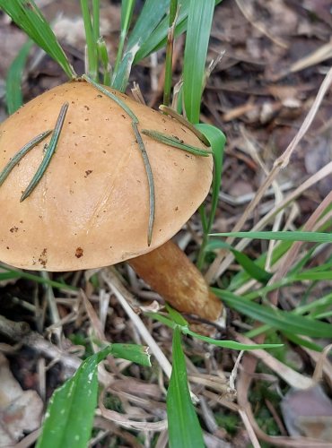 KLOUZEK SLIČNÝ (Suillus grevillei) FOTO: Marta Knauerová, 8/2024