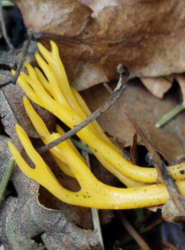 KRÁSNORŮŽEK LEPKAVÝ (Calocera viscosa) FOTO: Marta Knauerová, 8/2024