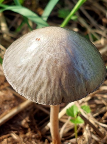 KROPENATEC MOTÝLOVITÝ (Panaeolus papilionaceus) FOTO: Marta Knauerová, 8/2024
