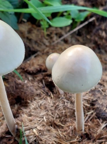 KROPENATEC MOTÝLOVITÝ (Panaeolus papilionaceus) FOTO: Marta Knauerová, 8/2024
