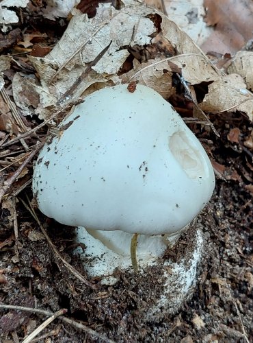 MUCHOMŮRKA JÍZLIVÁ (Amanita virosa) FOTO: Marta Knauerová, 8/2024