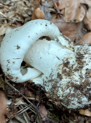 MUCHOMŮRKA JÍZLIVÁ (Amanita virosa) FOTO: Marta Knauerová, 8/2024