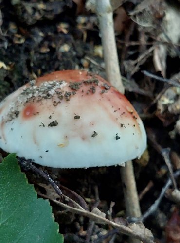 MUCHOMŮRKA RŮŽOVKA (Amanita rubescens) FOTO: Marta Knauerová, 8/2024