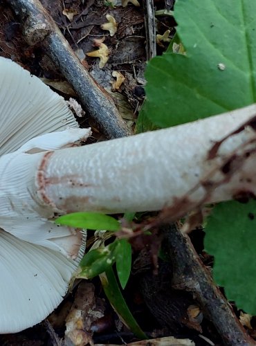 MUCHOMŮRKA RŮŽOVKA (Amanita rubescens) FOTO: Marta Knauerová, 8/2024