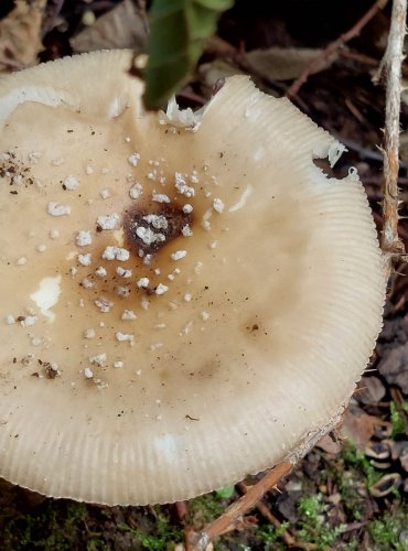 MUCHOMŮRKA TYGROVANÁ (Amanita pantherina) FOTO: Marta Knauerová, 8/2024