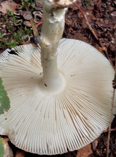 MUCHOMŮRKA TYGROVANÁ (Amanita pantherina) FOTO: Marta Knauerová, 8/2024