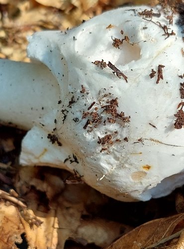 MUCHOMŮRKA ZELENÁ (Amanita phalloides) FOTO: Marta Knauerová, 8/2024