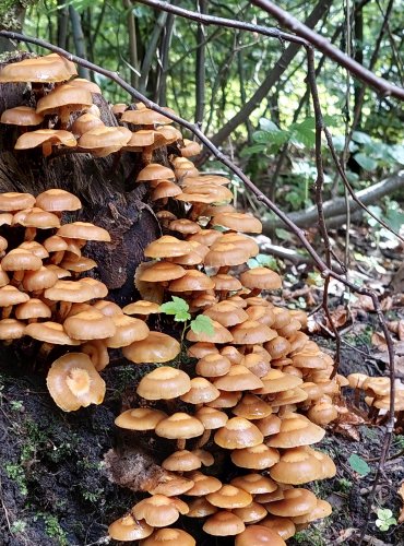 OPEŇKA MĚNLIVÁ (Kuehneromyces mutabilis) FOTO: Marta Knauerová, 8/2024