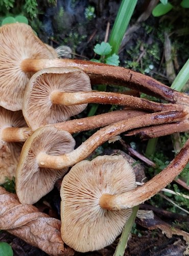 OPEŇKA MĚNLIVÁ (Kuehneromyces mutabilis) FOTO: Marta Knauerová, 8/2024