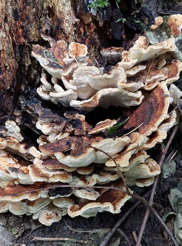 OUTKOVKA PESTRÁ (Trametes versicolor) FOTO: Marta Knauerová, 8/2024