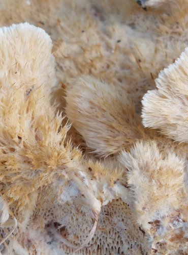 OUTKOVKA TROGOVA (Trametes trogii) FOTO: Marta Knauerová, 8/2024