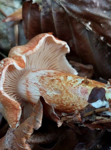 PAVUČINEC ČERVENOŠUPINNÝ (Cortinarius bolaris) FOTO: Marta Knauerová, 8/2024