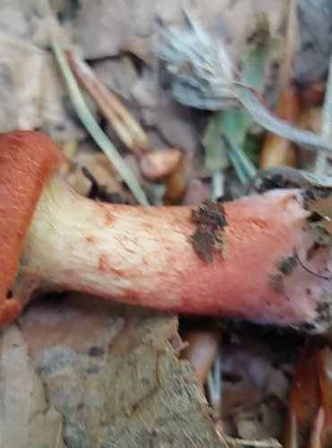 PAVUČINEC HNĚDOČERVENÝ (Cortinarius phoeniceus (Vent.) Maire), FOTO: Marta Knauerová, 8/2024
