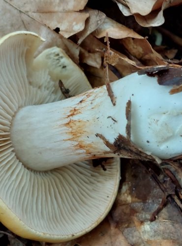 PAVUČINEC z podrodu Myxacium, FOTO: Marta Knauerová, 8/2024