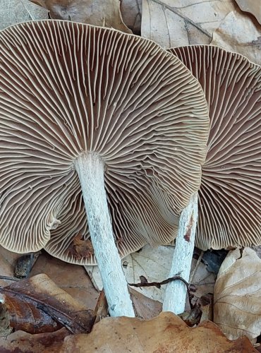 PENÍZOVKA HŘEBÍLKATÁ (Gymnopus peronatus) FOTO: Marta Knauerová, 8/2024