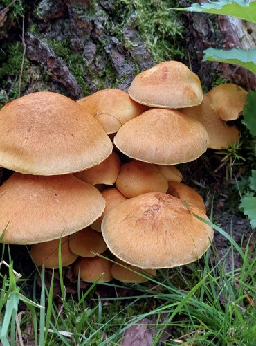 PLAMÉNKA (ŠUPINOVKA) NÁDHERNÁ (Gymnopilus spectabilis) FOTO: Marta Knauerová, 8/2024
