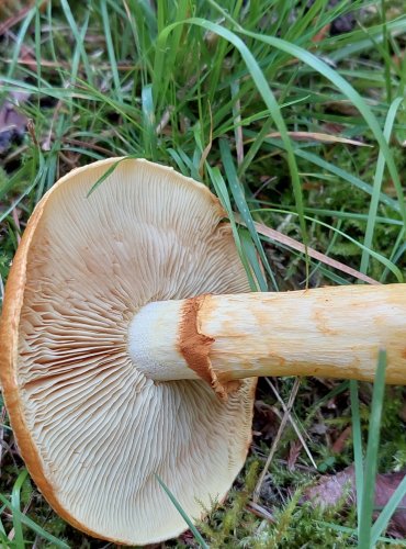 PLAMÉNKA (ŠUPINOVKA) NÁDHERNÁ (Gymnopilus spectabilis) FOTO: Marta Knauerová, 8/2024
