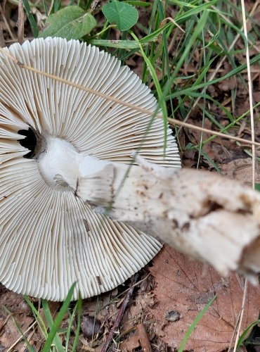 POŠVATKA (Amanita sp.) blíže neurčená, FOTO: Marta Knauerová, 8/2024