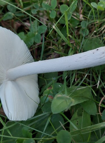 POŠVATKA OBECNÁ neboli muchomůrka pošvatá (Amanita vaginata), FOTO: Marta Knauerová, 8/2024
