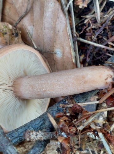 RYZEC DUBOVÝ (Lactarius quietus) FOTO: Marta Knauerová, 8/2024