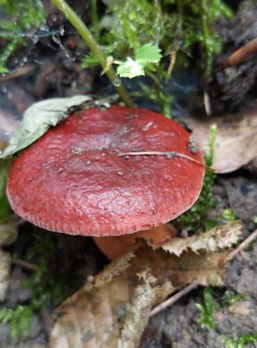 RYZEC ORANŽOVĚ HNĚDÝ (Lactarius fulvissimus) FOTO: Marta Knauerová, 8/2024