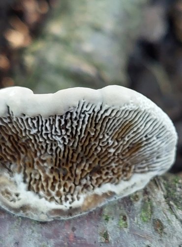SÍŤKOVEC NAČERVENALÝ (Daedaleopsis confragosa) FOTO: Marta Knauerová, 8/2024