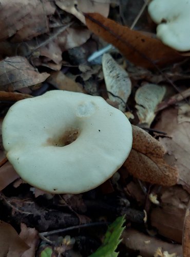 STRMĚLKA VODOPISNÁ (Clitocybe phaeophthalma) FOTO: Marta Knauerová, 8/2024