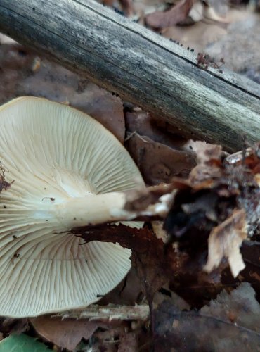 STRMĚLKA VODOPISNÁ (Clitocybe phaeophthalma) FOTO: Marta Knauerová, 8/2024