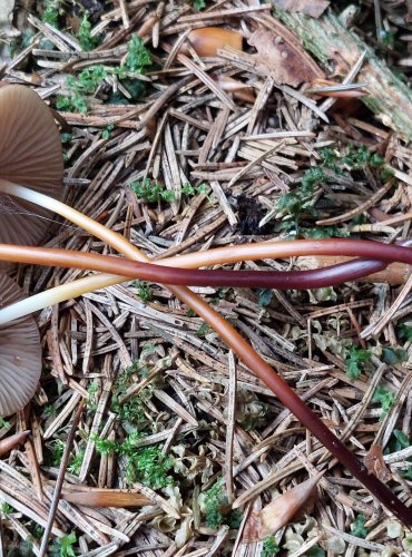 ŠPIČKA ROHONOHÁ (Marasmius cohaerens) FOTO: Marta Knauerová, 8/2024