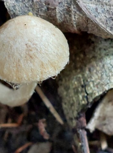 VLÁKNICE (Inocybe sp.) blíže neurčená, FOTO: Marta Knauerová, 8/2024