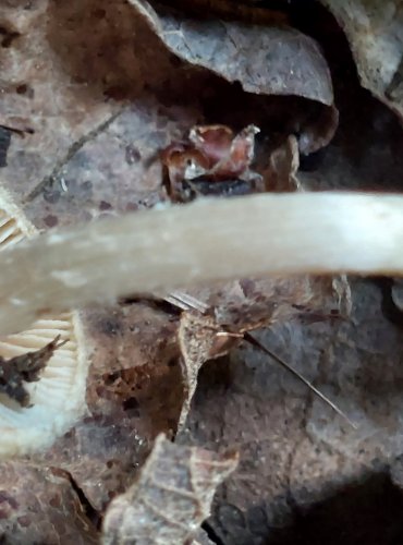 VLÁKNICE (Inocybe sp.) blíže neurčená, FOTO: Marta Knauerová, 8/2024