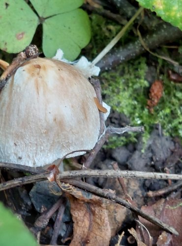 Druh z okruhu VLÁKNICE KUŽELOVITÉ (Inocybe rimosa) FOTO: Marta Knauerová, 8/2024