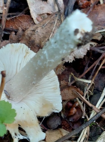 Druh z okruhu VLÁKNICE KUŽELOVITÉ (Inocybe rimosa) FOTO: Marta Knauerová, 8/2024