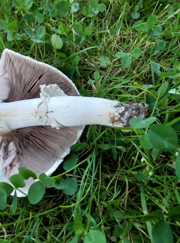ŽAMPION (Agaricus sp.) blíže neurčený, FOTO: Marta Knauerová, 8/2024