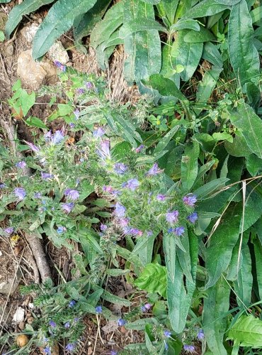 HADINEC OBECNÝ (Echium vulgare) FOTO: Marta Knauerová, 8/2024