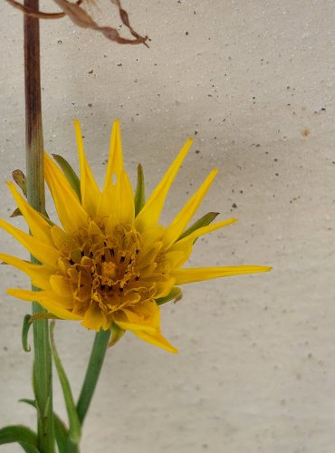 KOZÍ BRADA LUČNÍ (Tragopogon pratensis) FOTO: Marta Knauerová, 8/2024