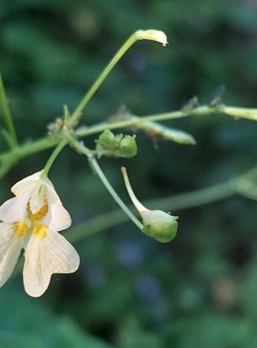 NETÝKAVKA MALOKVĚTÁ (Impatiens parviflora) FOTO: Marta Knauerová, 8/2024