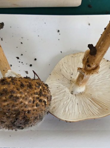 BEDLA OSTROŠUPINNÁ (Lepiota aspera) FOTO: Petr Mužák, 10/2024