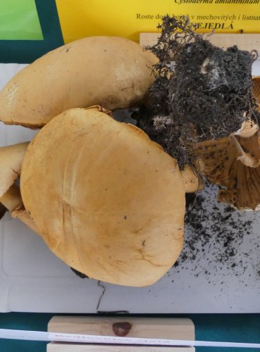 BEDLOVNICE ZLATÁ (Phaeolepiota aurea) zapsána v Červeném seznamu hub (makromycetů) České republiky v kategorii VU – zranitelný druh, FOTO: Petr Mužák, 10/2024