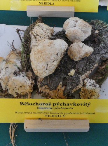 BĚLOCHOROŠ PÝCHAVKOVITÝ (Postia ptychogaster) FOTO: Petr Mužák, 10/2024