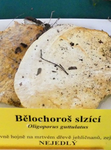 BĚLOCHOROŠ SLZÍCÍ (Postia guttulata) FOTO: Petr Mužák, 10/2024