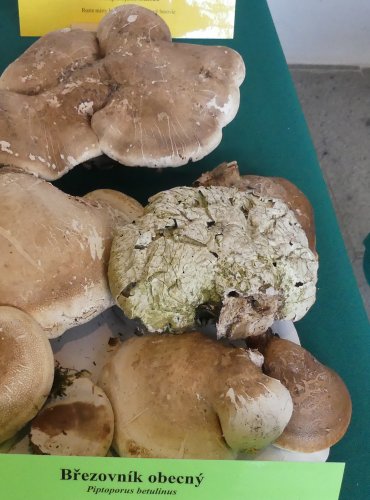 BŘEZOVNÍK OBECNÝ (Piptoporus betulinus) FOTO: Petr Mužák, 10/2024