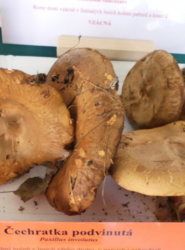 ČECHRATKA PODVINUTÁ (Paxillus involutus) FOTO: Petr Mužák, 10/2024