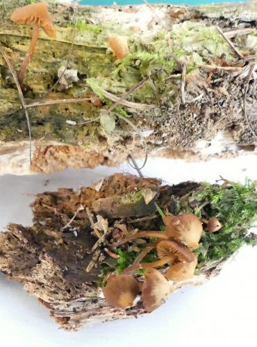 ČEPIČATKA PAŘEZOVÁ (Galerina triscopa) FOTO: Petr Mužák, 10/2024