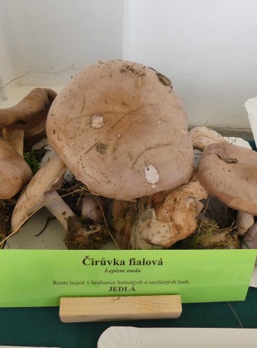 ČIRŮVKA FIALOVÁ (Lepista nuda) FOTO: Petr Mužák, 10/2024