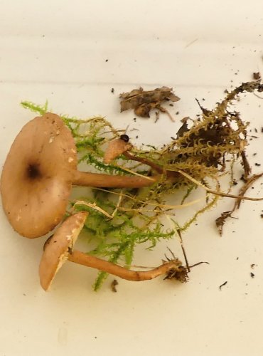 ČIRŮVKA MASOVÁ (Rugosomyces carneus) FOTO: Petr Mužák, 10/2024