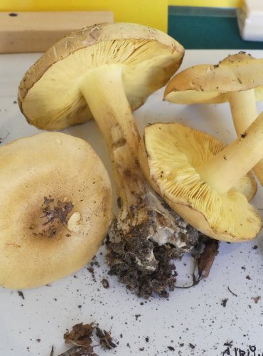 ČIRŮVKA OSIKOVÁ (Tricholoma frondosae) FOTO: Petr Mužák, 10/2024