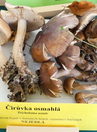 ČIRŮVKA OSMAHLÁ (Tricholoma ustale) FOTO: Petr Mužák, 10/2024
