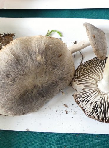 ČIRŮVKA ZEMNÍ (Tricholoma terreum) FOTO: Petr Mužák, 10/2024