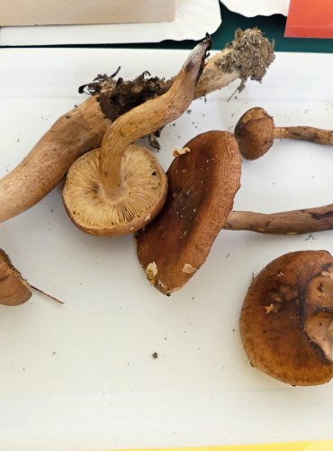 ČIRŮVKA ŽLUTOHNĚDÁ (Tricholoma fulvum) FOTO: Petr Mužák, 10/2024